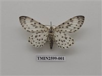 藏品(尺蛾112)的圖片